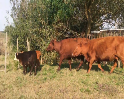 Lote (Vendido)4 Piezas de cría RA 390kg - , Colonia