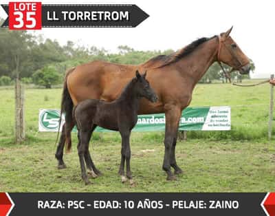 Lote LL TORRETROM