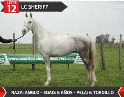 Lote LC SHERIFF