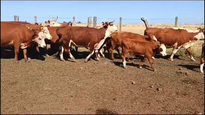 Lote 114 Piezas de cría en Chapicuy, Paysandú