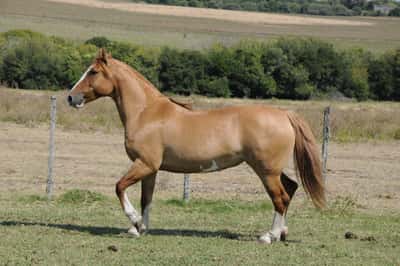 Lote Catalana C 25-3