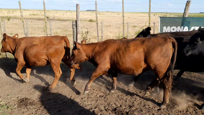 Lote 47 Novillitos y Vaquillonas en Benito Juárez