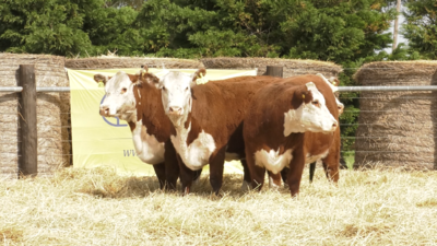 Lote VAQUILLONAS HEREFORD PARICION PRIMAVERA