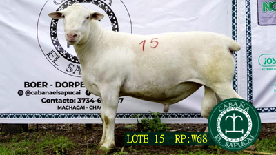Lote RP W68