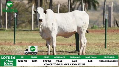 Lote Lote 34