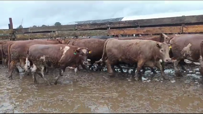 Lote 20 Vaquilla Gorda en Los Ángeles, VIII Región Biobío