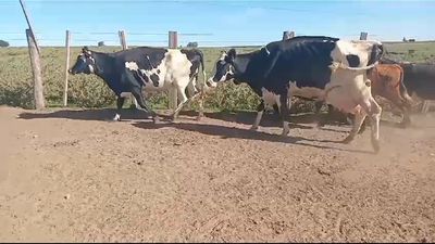 Lote 5 Vacas de Invernada HOLANDO Y CRUZA 400kg - , Colonia