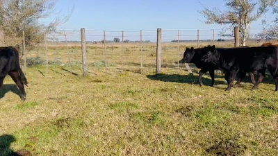 Lote 18 Terneros/as en Gral. Las Heras, Buenos Aires