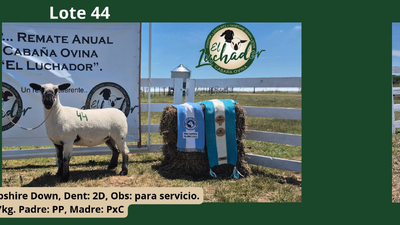 Lote PxC