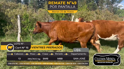 Lote 13 Vaquillonas Vacas Preñadas en Otra Localidad, San José
