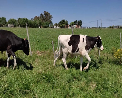 Lote (Vendido)17 Terneros 16 HO,  1 HO X NO 132kg - , Colonia