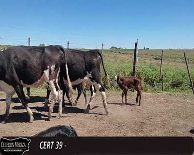 Lote (Vendido)14 Piezas de cría 2 HE XHO,  1 HE,  1 NO,  1 HE X HO,  1 AA X HE,  1 CH X HE 330kg -  en  - RUTA 21, SAN PEDRO