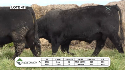 Lote TOROS PP y PC
