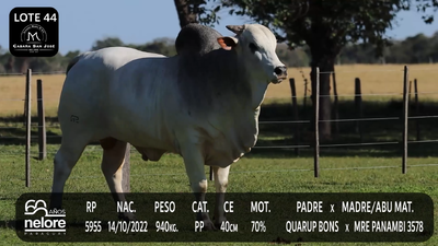 Lote LOTE 44