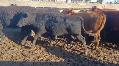  TERNERAS