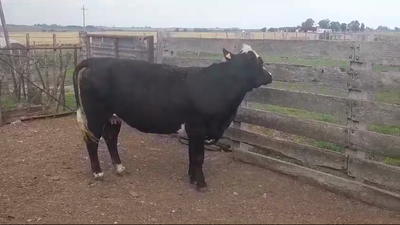 Lote Vaca 560kg -  en PUNTAS DE ARENALES