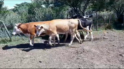 Lote (Vendido)5 Vaquillonas 1 a 2 años CRUZAS 270kg -  en RUTA 54