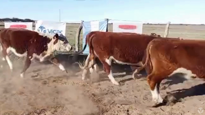 Lote 20 Vaquillonas c/ Gtía de preñez
