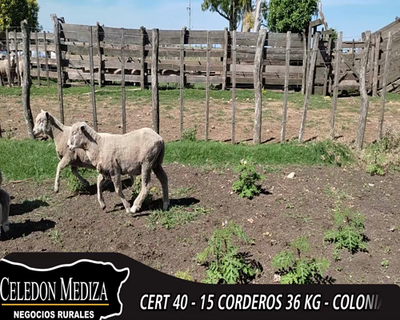 Lote (Vendido)15 Corderos CORRIEDALE 36kg - , Colonia