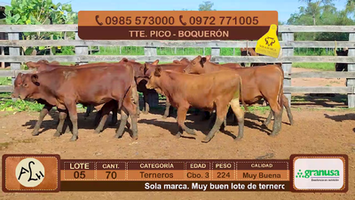 Lote 70 Terneros CBO 3 Tipo Brangus y Acebuzados. 224kg - , Boquerón