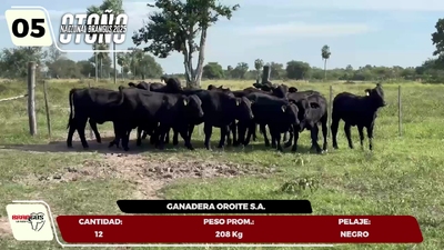 Lote LOTE 5