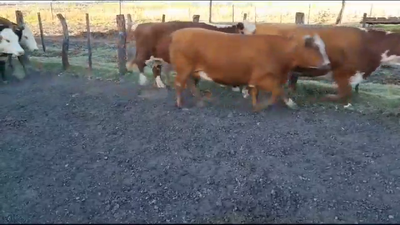 Lote 42 Vacas nuevas Preñadas en Federación, Entre Ríos