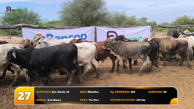 Lote Des. Macho c5