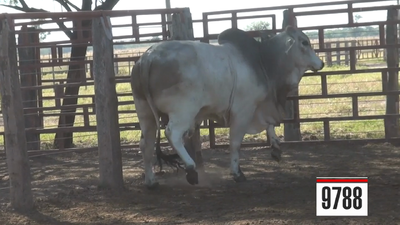 Lote Brahman