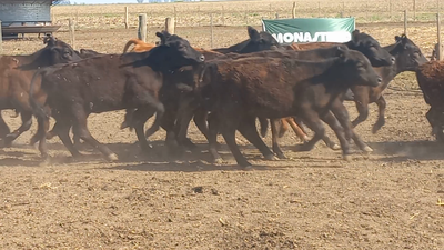 Lote 75 Terneros A TEÉRMINO en Bolivar