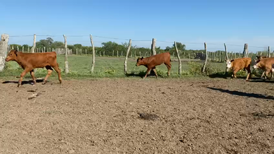 Lote 400 Terneros
