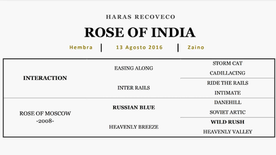 Lote ROSE OF INDIA (INTERACTION - ROSE OF MOSCOW)