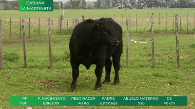 Lote ANGUS RP:  1191
