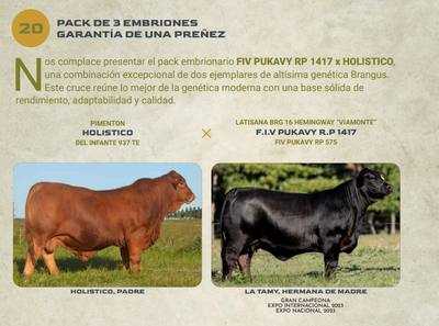 Lote LOTE 20