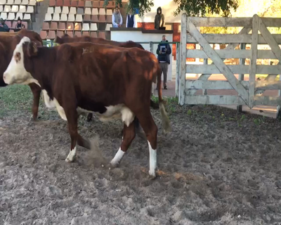Lote 31 Vacas  en Esquina, Corrientes
