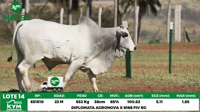 Lote Lote 14