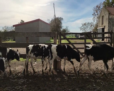 Lote (Vendido)23 Terneros HO 137kg - , Colonia