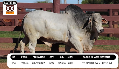Lote LOTE 18