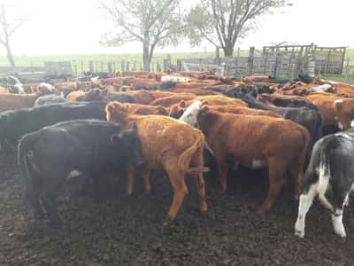 Lote 100 Terneras de 220Kg en Coronel Pringles, Buenos Aires