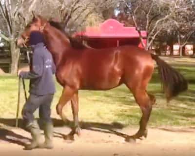 Lote ANUZIATTA