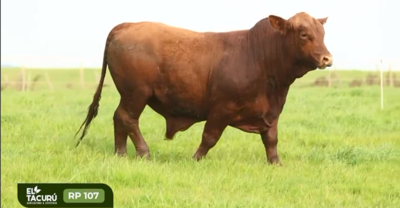 Lote Toros de exposición - Cabaña el Tacurú