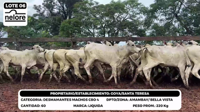 Lote LOTE 6