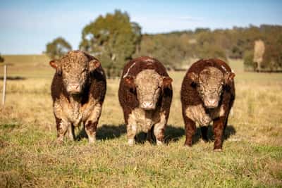 Lote Toro PR