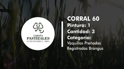 Lote Vaquillonas