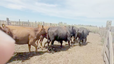 Lote 23 Vacas nuevas C/ gtia de preñez en Carlos Tejedor, Buenos Aires