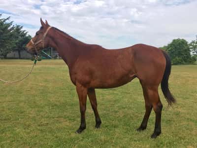 Lote ISCA GLORY preñada de Fui tambem