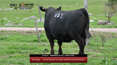 Lote Terneras Elite