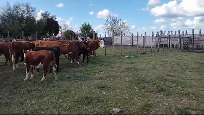 Lote 20 Piezas de cría, San José