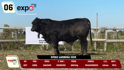 Lote LOTE 6