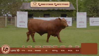 Lote MACHO