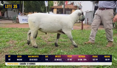 Lote LOTE 35